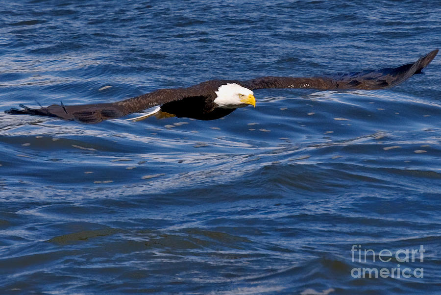 Eagle Photograph - Spread Eagle by Michael Rucci Eagle Photograph - Spread Eagle by Michael Rucci