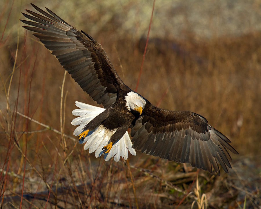 Spread Eagle Photograph by Shari Sommerfeld