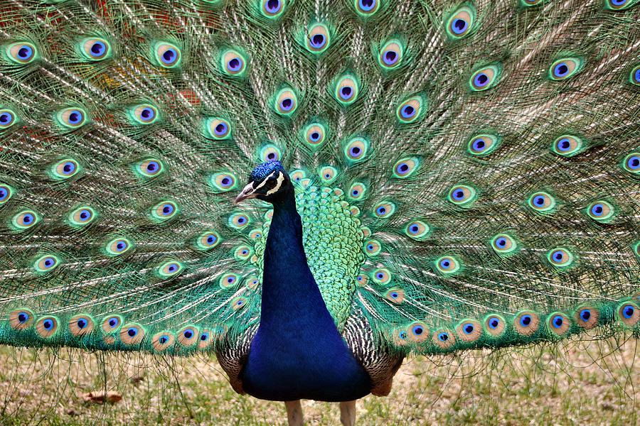 Spread ur wings Photograph by Victoria Sanchez | Fine Art America