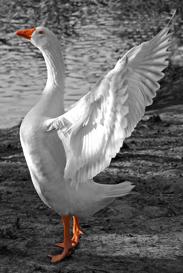 Spread Your Wings B and W Photograph by Lisa Phillips