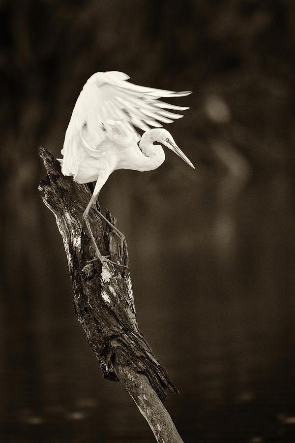 Egret Photograph - Spread Your Wings by Patrick Lynch