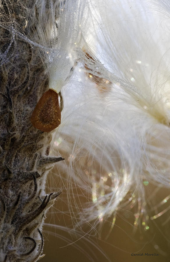 Spreading Seeds Photograph by Gerald Marella Fine Art America