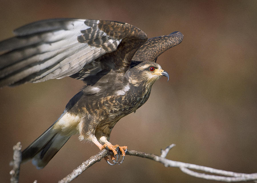Snail Photograph - Spreading Snail Kite by Patrick M Lynch Snail Photograph - Spreading Snail Kite by Patrick M Lynch