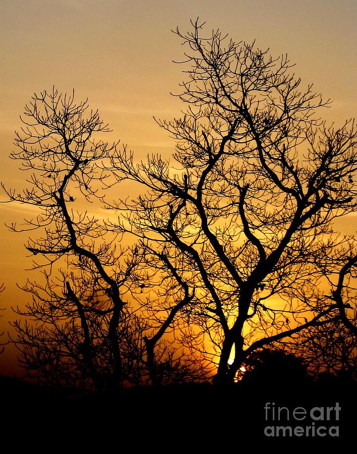 Sunset Photograph - Spreading by Surendra Silva