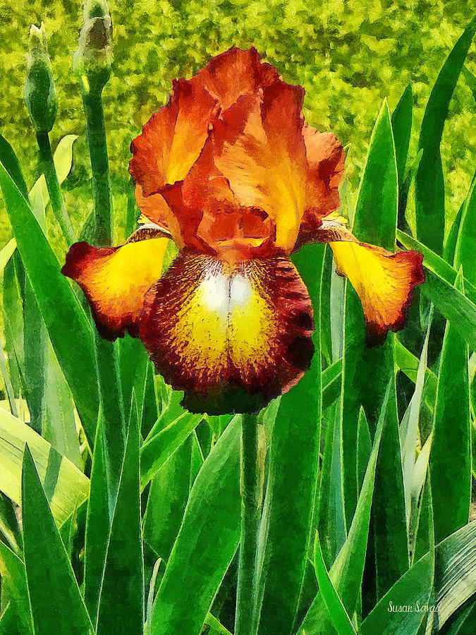 Iris Photograph - Spreckles Iris by Susan Savad