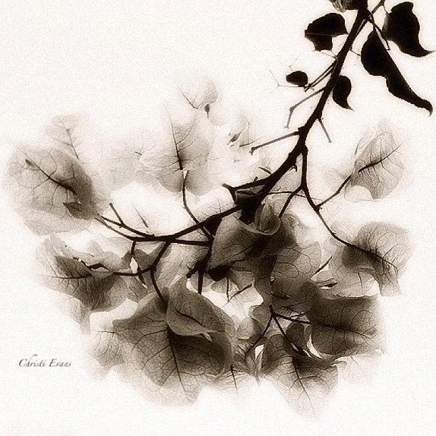 Nature Photograph - Sprig by Christi Evans