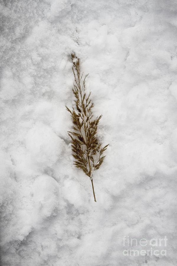 Sprig in Snow Photograph by Margie Hurwich
