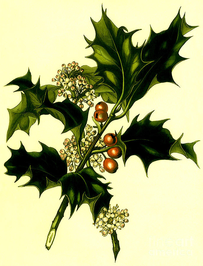 Sprig of holly with berries and flowers vintage poster Digital Art by Vintage Collectables