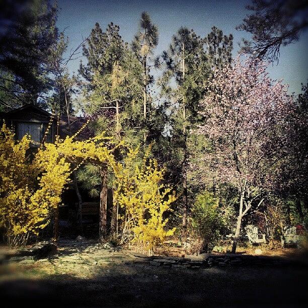 Spring Photograph - Spring A Bloom #wrightwood #spring by HK Moore