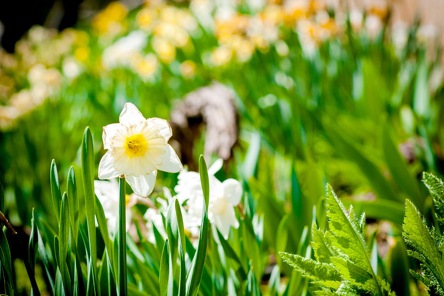 Spring a Burstin Photograph by Greg Fortier - Fine Art America