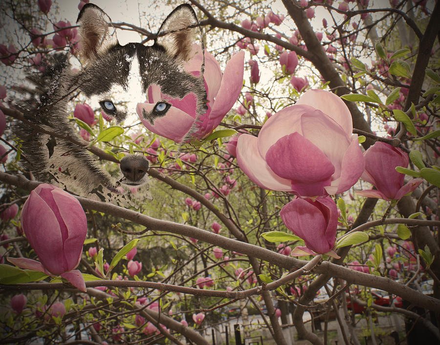 Magnolia Flowers Painting - Spring and Beauty by Georgeta Blanaru