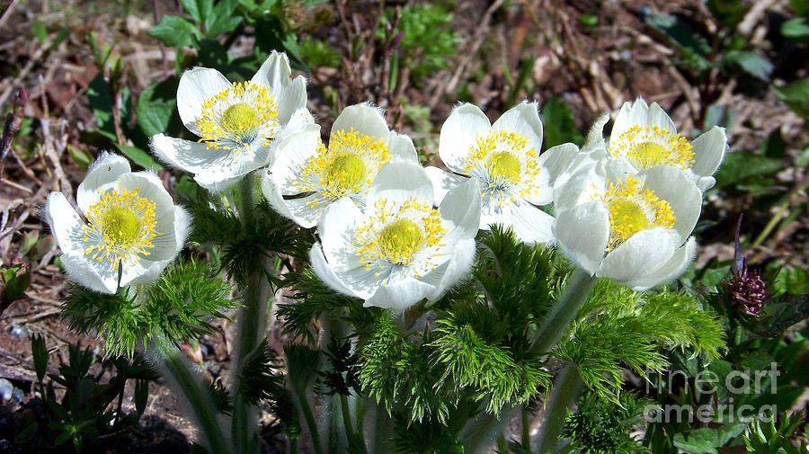 Spring Anemone Photograph by Charles Robinson