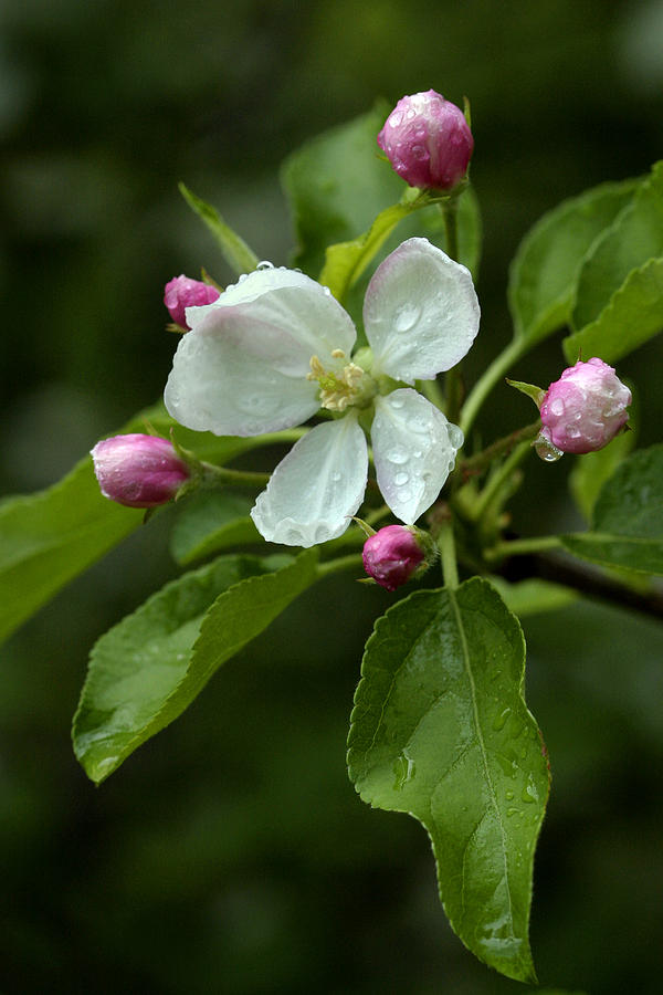 Spring Photograph - Spring Apple Blossom Encircled By Pink Buds by Gene Walls