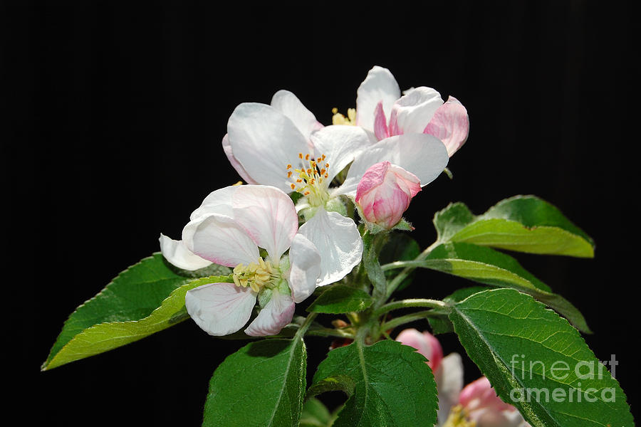 Spring Apple Blossoms Photograph by Debra Thompson