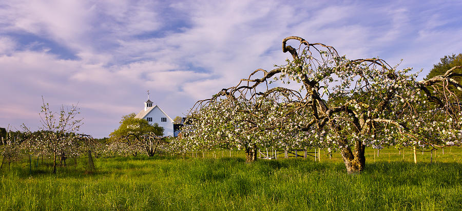 Spring Apple Orchard Photograph by Benjamin Williamson