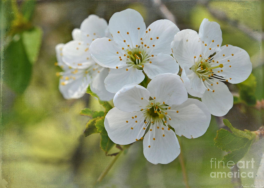 Spring Apple Tree Blooms Photograph by Debbie Portwood