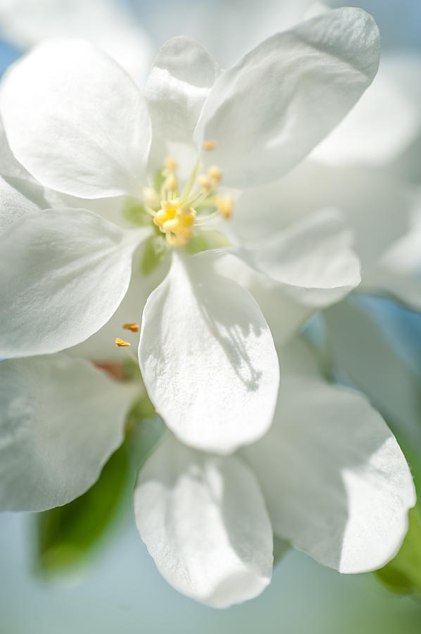 Spring Apple Tree Blossom Photograph by Jenny Rainbow
