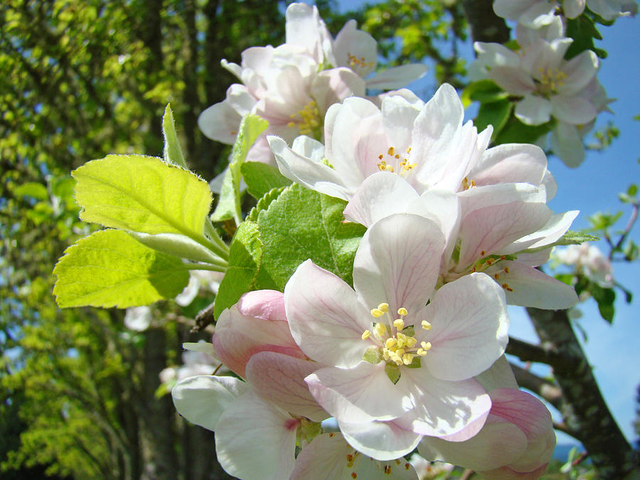 Spring Apple Tree Blossoms Art Prints Photograph by Patti Baslee - Fine ...