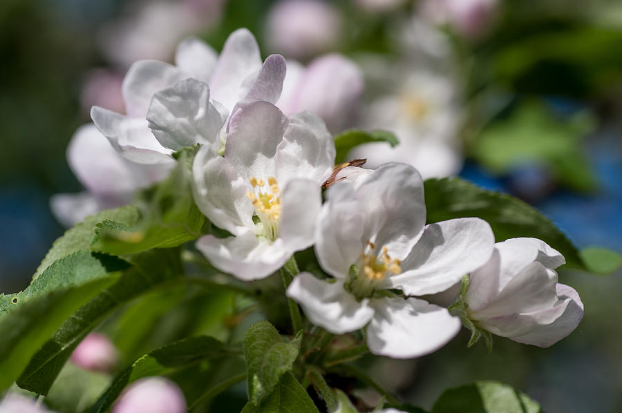 Spring AppleTree Blossom 1 Photograph by Jenny Rainbow