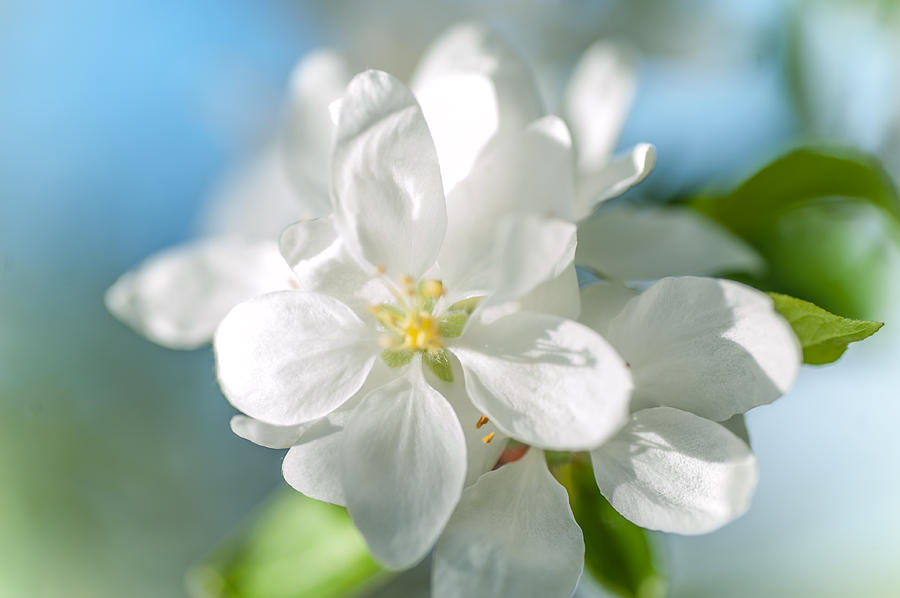 Spring AppleTree Blossom Photograph by Jenny Rainbow