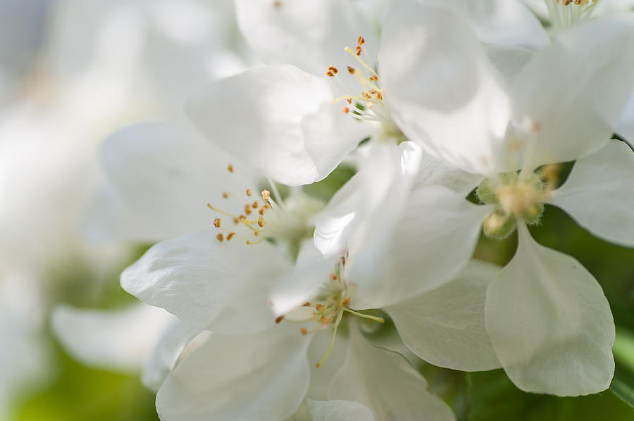 Spring Photograph - Spring AppleTree Blossom. Like a Bride by Jenny Rainbow