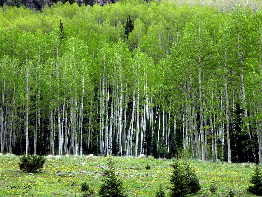 Spring aspen Photograph by George Tuffy