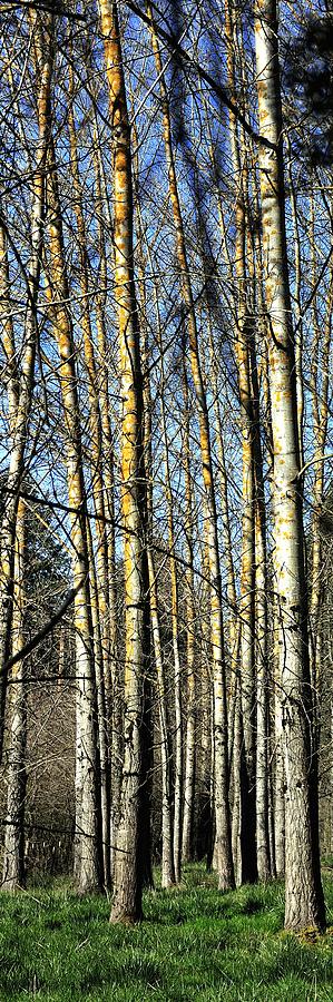 Spring Aspens 177 Photograph by Jerry Sodorff