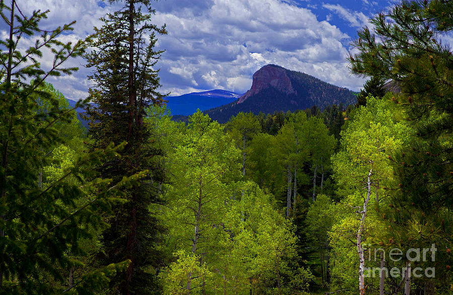 Spring Aspens Photograph by Barbara Schultheis