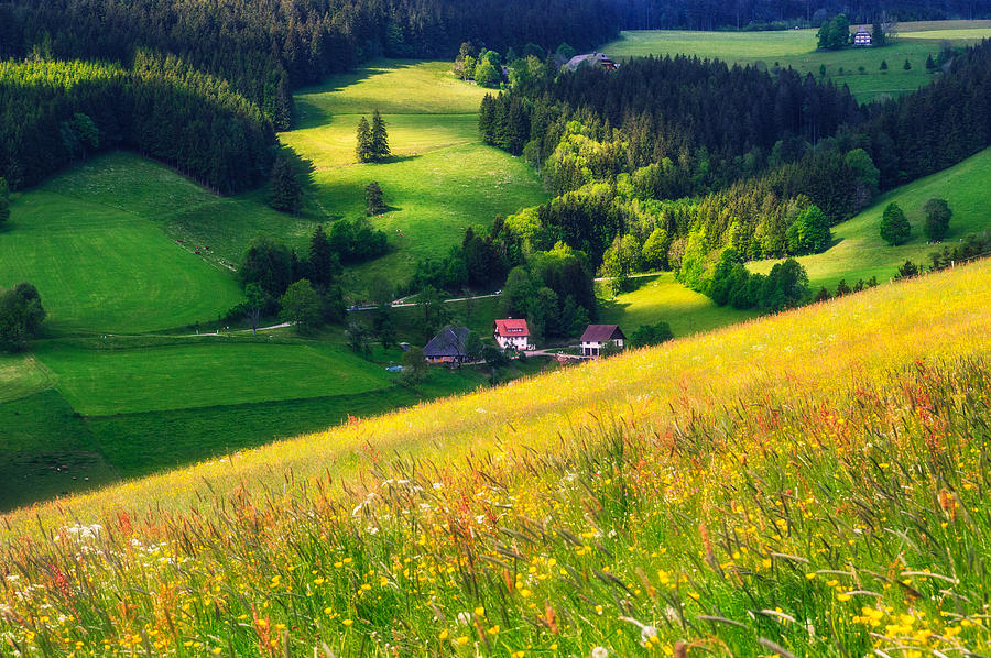 Spring At Black Forest Photograph