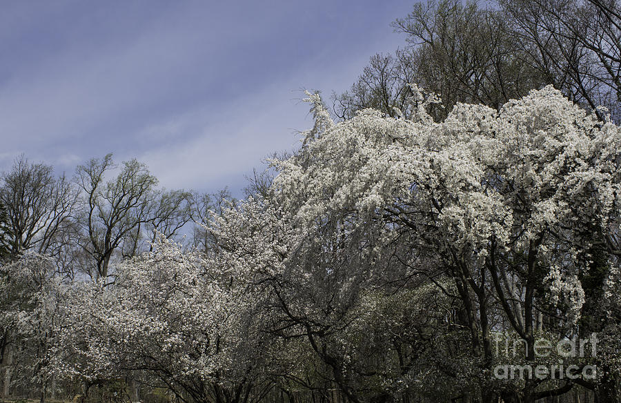 Spring At Last Photograph by Arlene Carmel