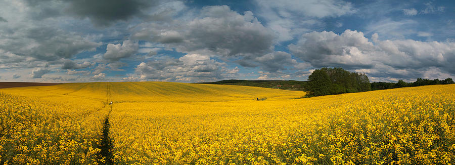 Spring At Oilseed Rape Field Photograph