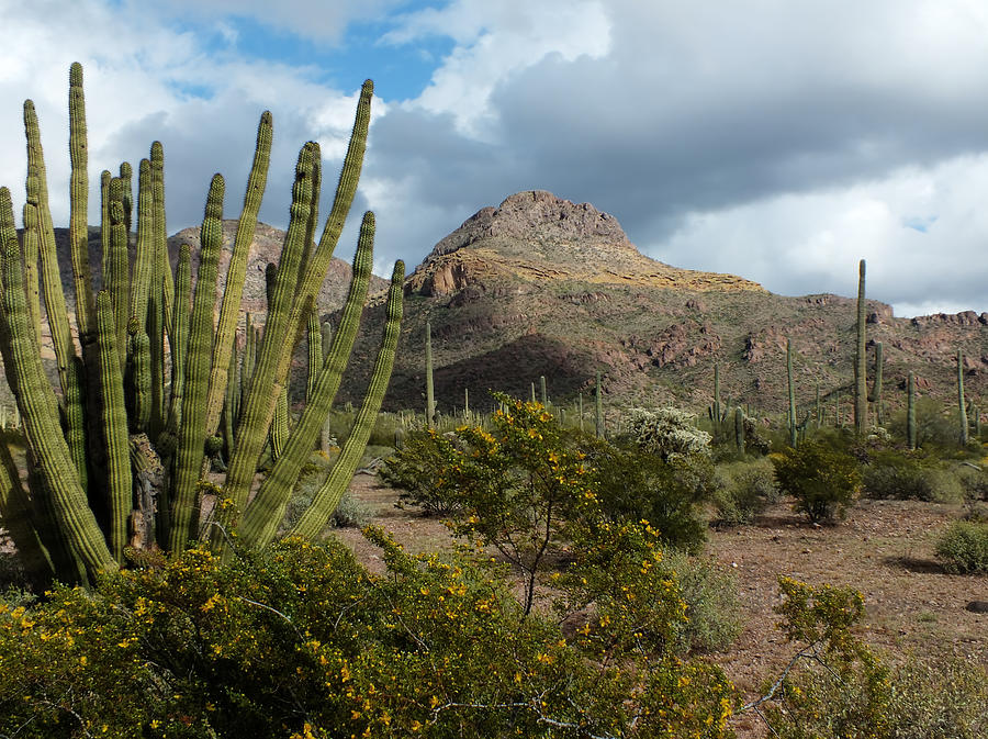 Spring at Organ Pipe National Monument Photograph by Lucinda Walter