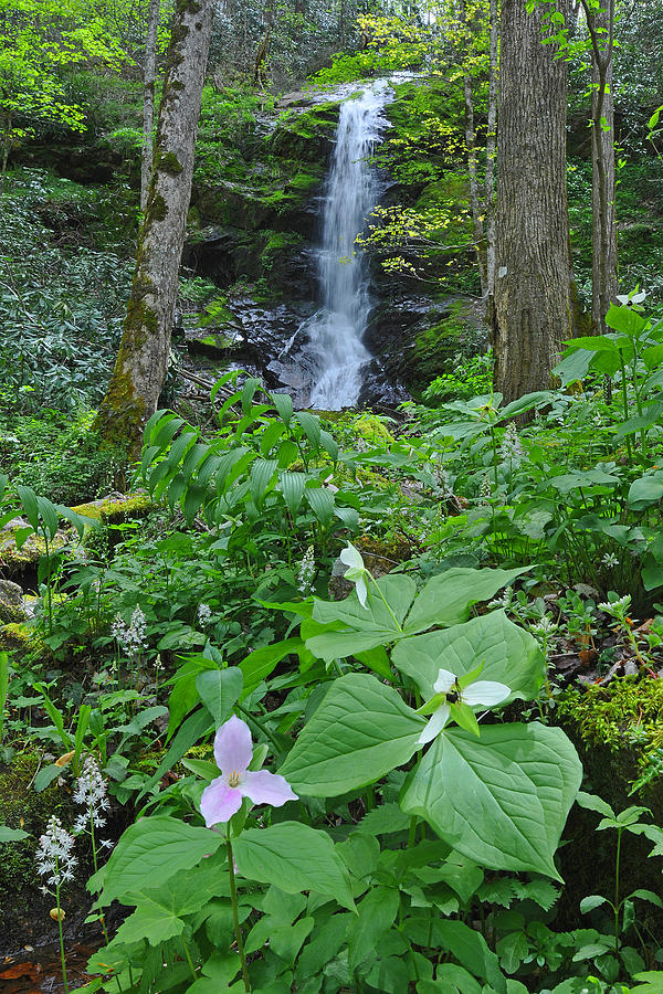 Spring at Secluded Falls Photograph by Alan Lenk