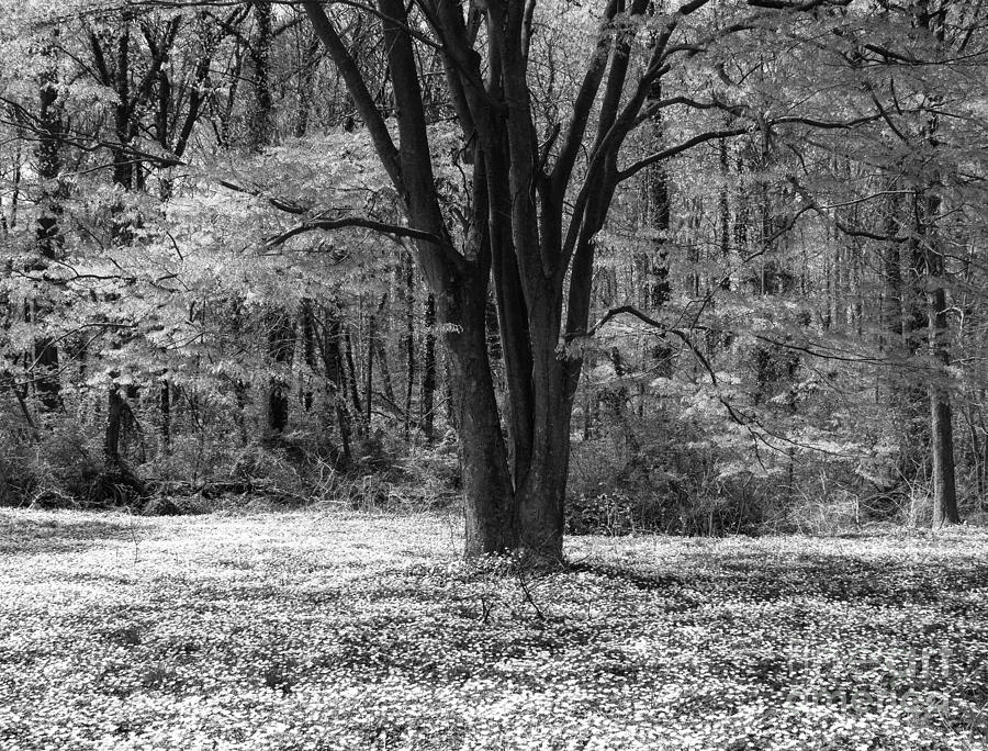 Spring at the Arboretum Photograph by Chris Scroggins