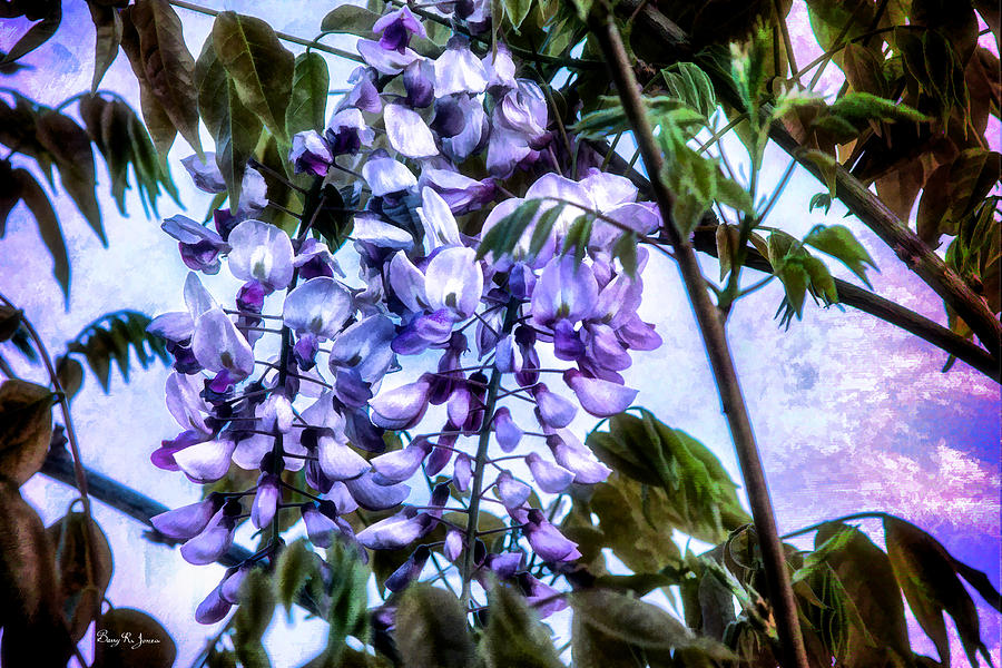 Wisteria - Flowers - Spring Awakening Photograph by Barry Jones