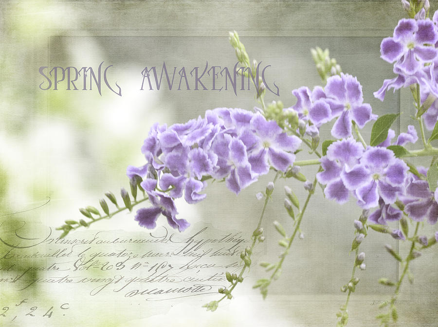 Spring Awakening Photograph by Julie Palencia