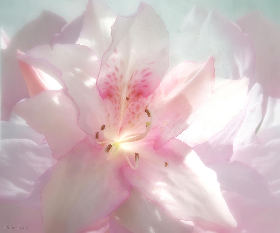 Spring Azalea Glow Photograph by Deborah Smith