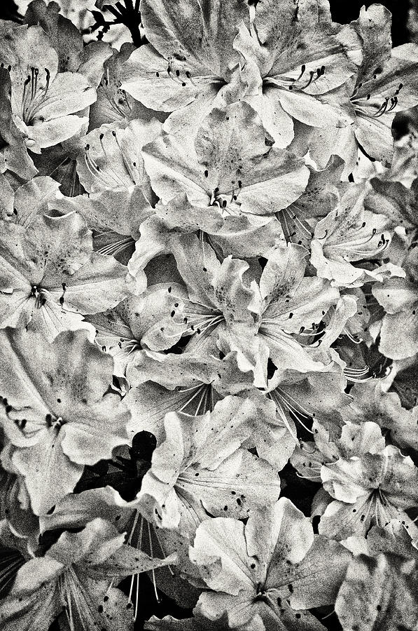 Spring Azalea Photograph