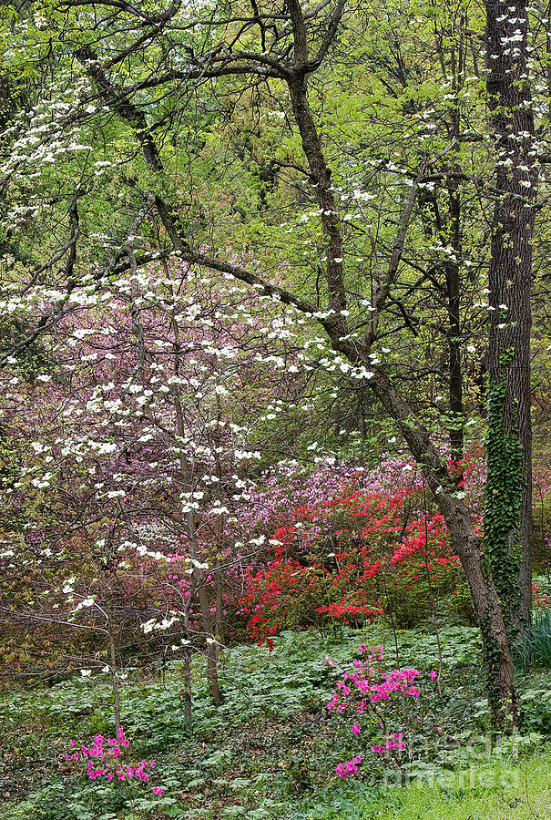 Spring Azaleas 2 Photograph by Chris Scroggins