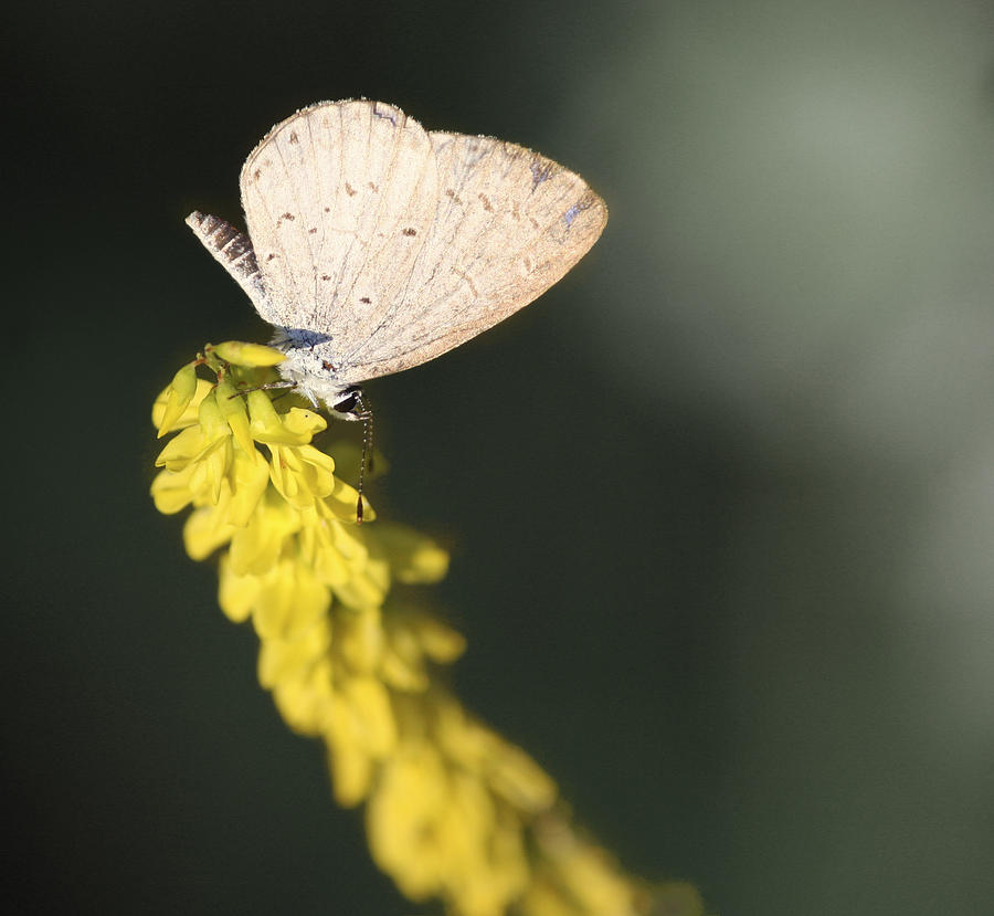 Spring Azure Butterfly Photograph by Melinda Fawver