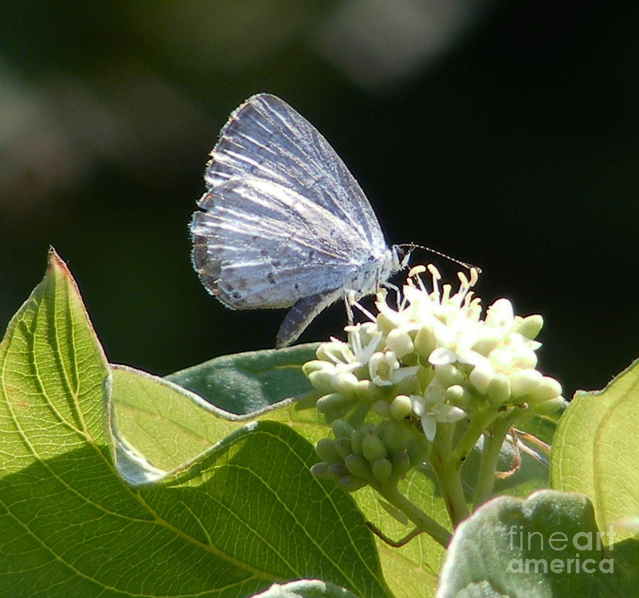Spring Azure  on White Flower Photograph by Marilyn Smith