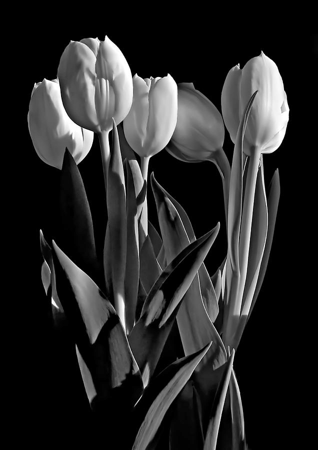 Flowers Still Life Photograph - Spring Beauties bw by Steve Harrington