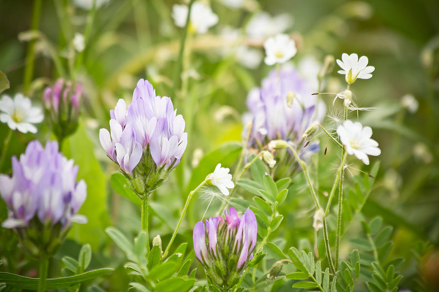 Spring Beauties - Wildflowers - Casper Mountain - Casper Wyoming Photograph by Diane Mintle