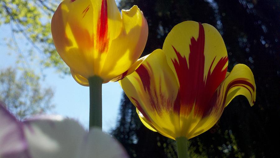 Nature Photograph - Spring Beauty by Jennifer Forsyth