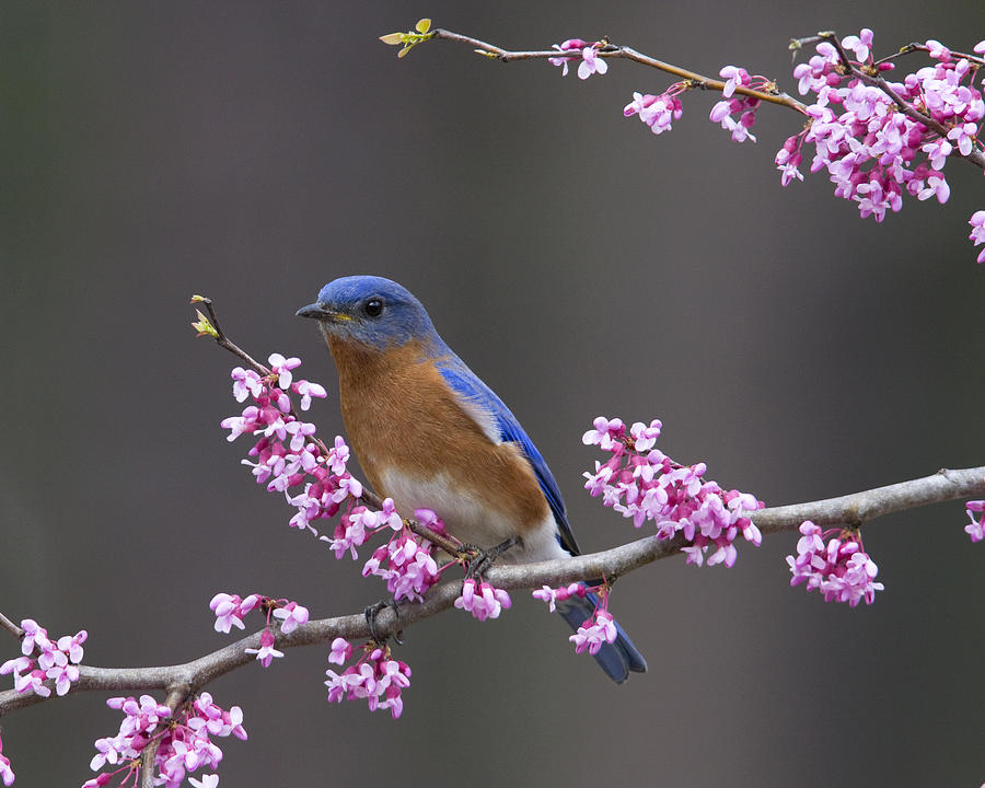 Spring Beauty Photograph by Jim E Johnson