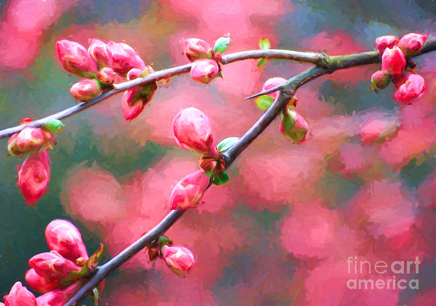 Spring Beauty  Photograph by Kerri Farley