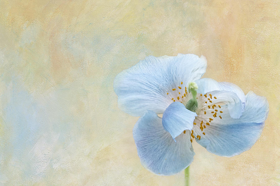 Flower Photograph - Spring Beauty by Marilyn Cornwell