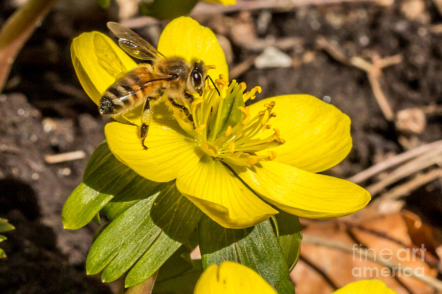 Spring Bee Photograph by Brad Marzolf Photography