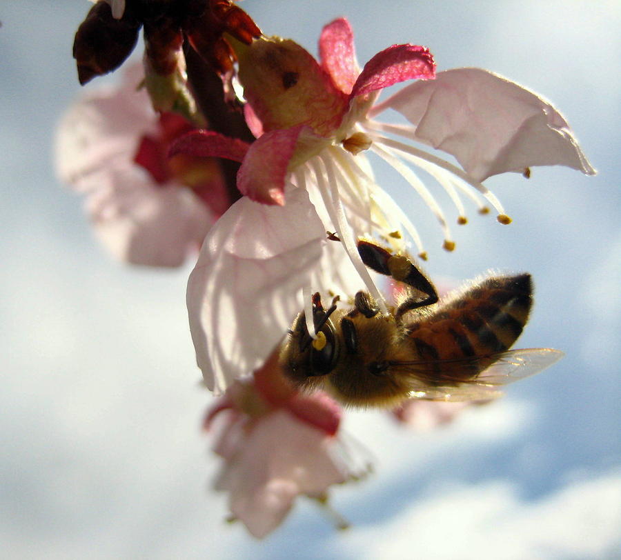 Spring Bee Photograph by Kathy Bassett