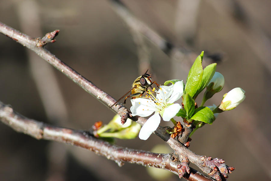 Spring Bee on Apple Tree Blossom Photograph by Ryan Crouse
